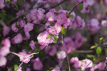 春花20190316_43