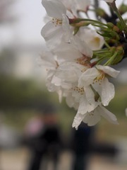 8F097B9C-1097-41F5-B180-143C885E70FF/L0/001
