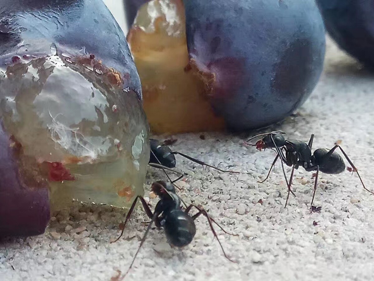蚂蚁养殖骗局,人工养殖蚂蚁怎么养?