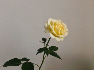 9B7155AB-8B79-4E5D-8D58-7E04ABBFD5F4/L0/001