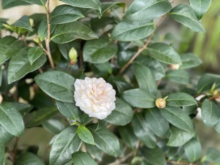 A7CE2DD5-19E9-48CD-BA83-8F0A55B3A331/L0/001