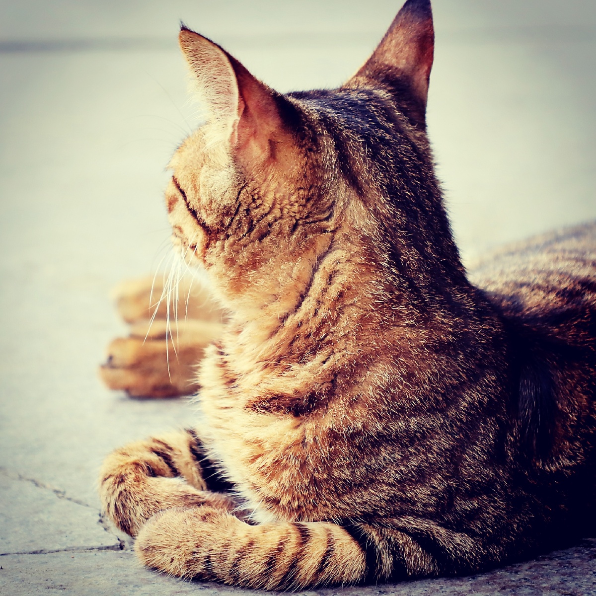 小猫咪随拍 - 爱拍照的猫2020 - 图虫