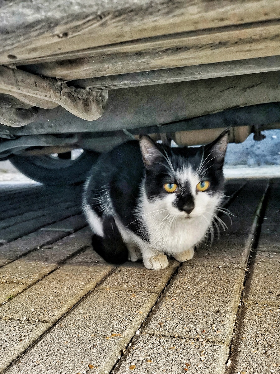 躲在车底的小猫咪