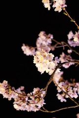 9086FE07-6EC7-48A6-93DD-196110A19BC5/L0/001