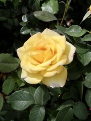 A8CAD372-F2CC-4095-9DE1-FC139CA0A37A/L0/001