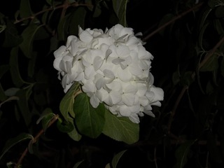 F01AA0D1-2D18-4CD7-96A3-C78332A3C62E/L0/001