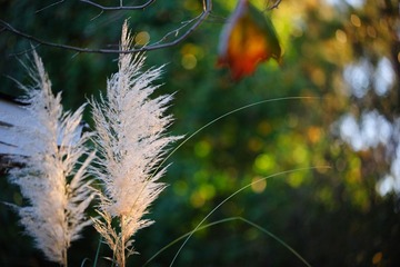 DSC_1986.jpg