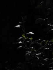 2173846B-FA21-4726-BFEE-E196FD4041E1/L0/001