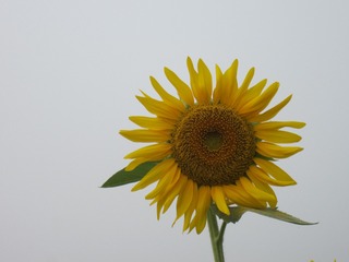 D5BF5BE4-16BB-4208-8CF8-CEB98B39EA51/L0/001