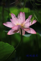 荷