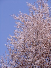 5BFEA0F2-6A14-455D-B99C-0A219FDC6C8F/L0/001