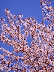 5458A9F9-4048-487A-9207-A0A538BE3D39/L0/001