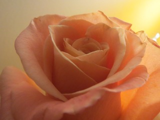 7419BAD6-3D04-4FD5-A0F8-179F7F2BA700/L0/001