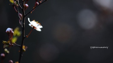 DSC_0102.jpg