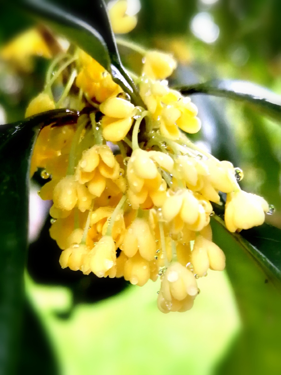 雨后桂花