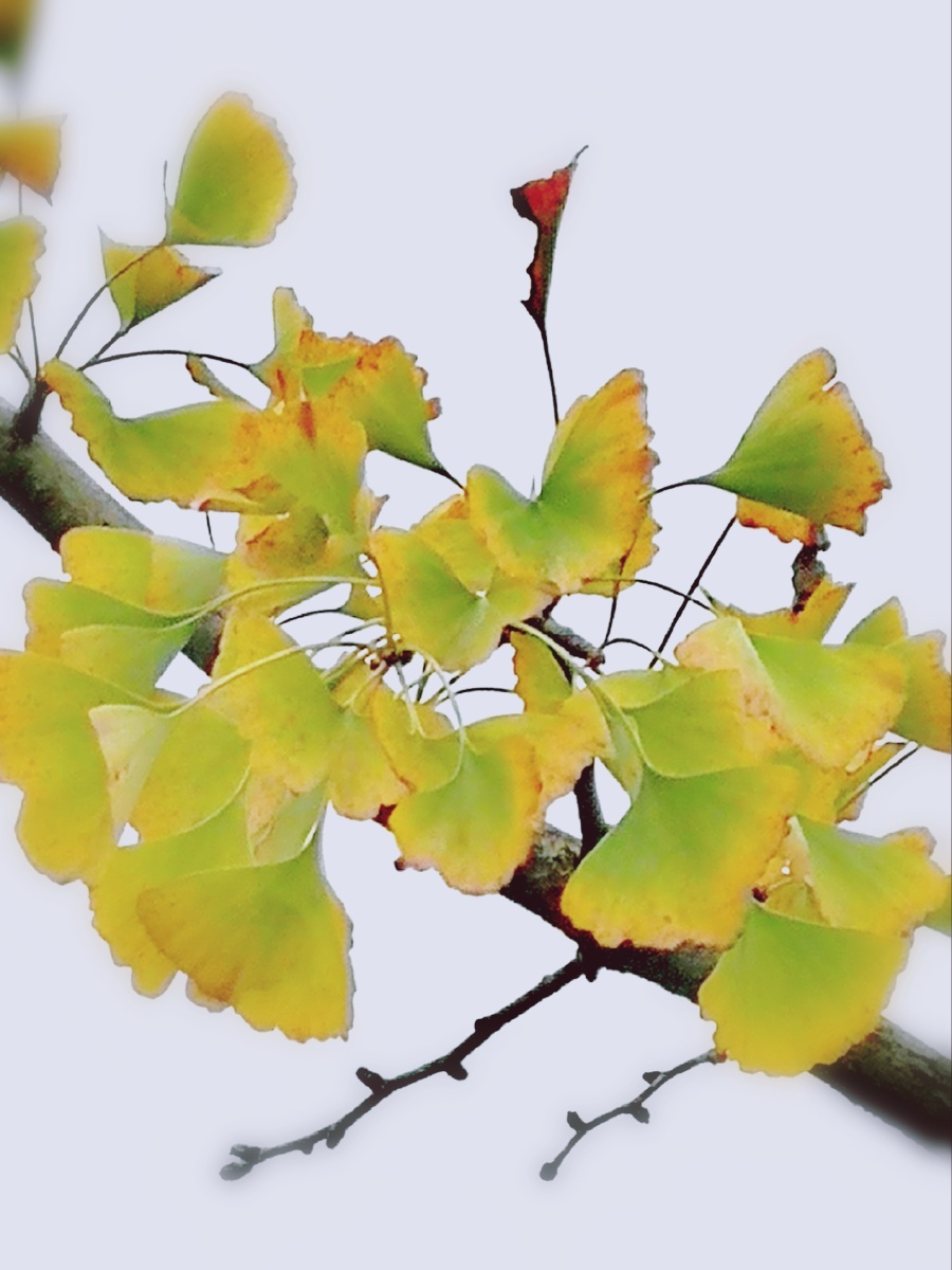 秋叶季樱花滤镜树叶银杏叶 108 打开微信,使用"扫一扫"即可将网页分享