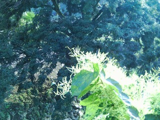 sunshine falls on the green plants
