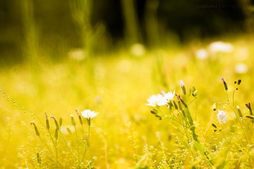 IMG_9185.jpg