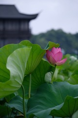 FA060DC8-52B9-4325-93E7-141EA627D2B3/L0/001