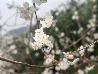 0CB01AD7-C9BF-40F2-B4B7-1ACC24343097/L0/001