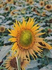 1000092971