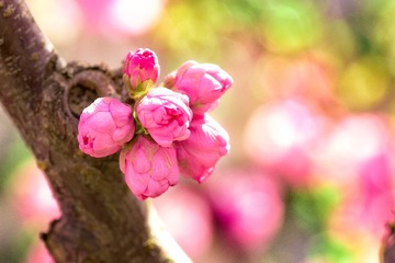 20150405-_DSC6533