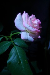09AD643D-54EC-40D0-8BCD-DAE9C307F6C5/L0/001