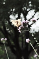 08025448-75BC-4E0C-AEB6-F9F8FD69EE47/L0/001