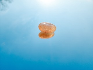 1000023686