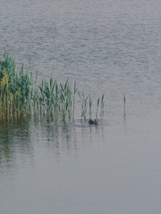 967
