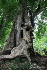 IMG_7385.jpg