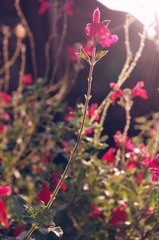 花样年华