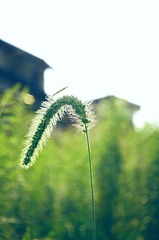 青葱时光