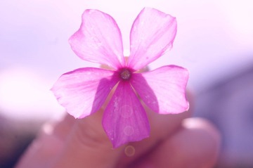 花的嫁纱