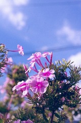 花的嫁纱