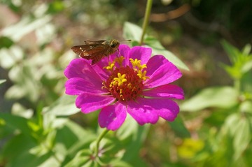 花的嫁纱