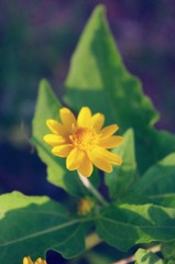 花姝