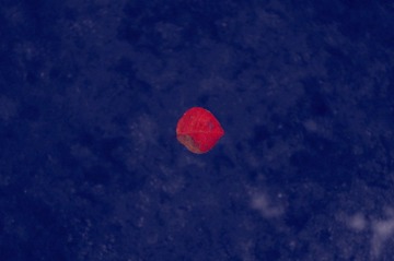 就是那一点红