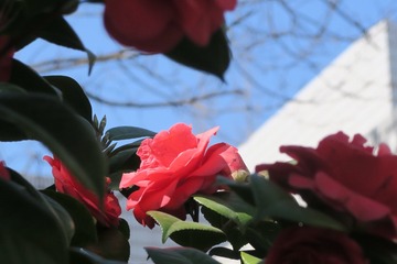 86CEFF3F-2746-42A4-AE09-F868EE19F2CA/L0/001