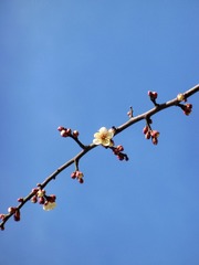 A7139E17-1B67-4F25-B266-011D360E9699/L0/001