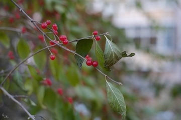 _DSF3071.jpg