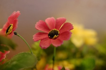 _DSF5148.JPG