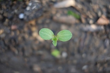 _DSF5247.JPG