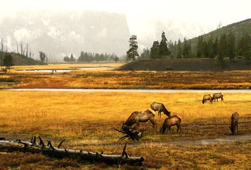 YellowStone painting.jpg