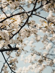 D3025C62-A35C-41D8-B431-EF6B64C30426/L0/001