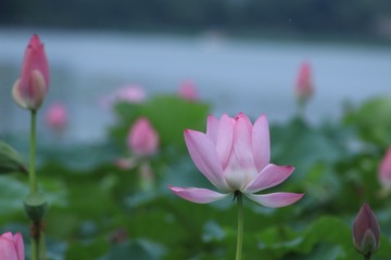 489D6227-BD9D-45E3-8F44-3D78F68A9570/L0/001