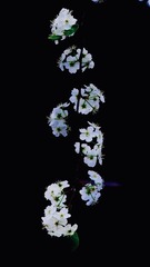 25574E99-0DB5-42B8-8B0A-330840B56062/L0/001
