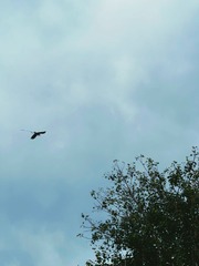 0DF124AA-D937-4068-9080-F5CFA1E1F01A/L0/001