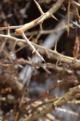 DSC_0214.jpg