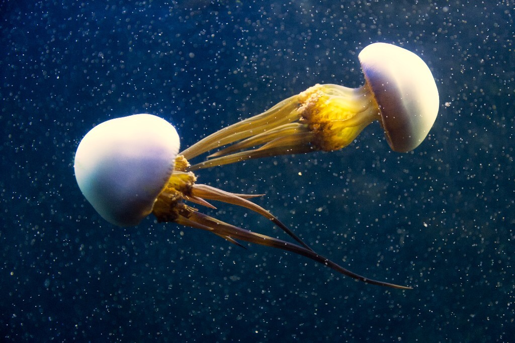 海蜇